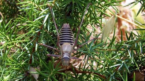 Ephippiger diurnus diurnus